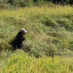 Fighting a losing battle in Barp Gewog?