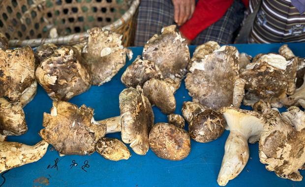 Matsutake Mushroom Festival enhances local livelihoods