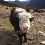 When the yaks died in Merak