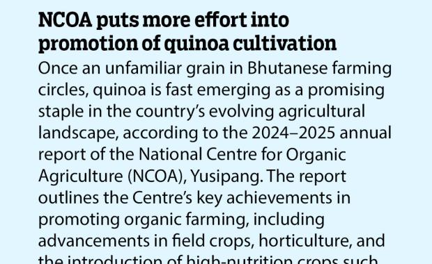 NCOA puts more effort into promotion of quinoa cultivation