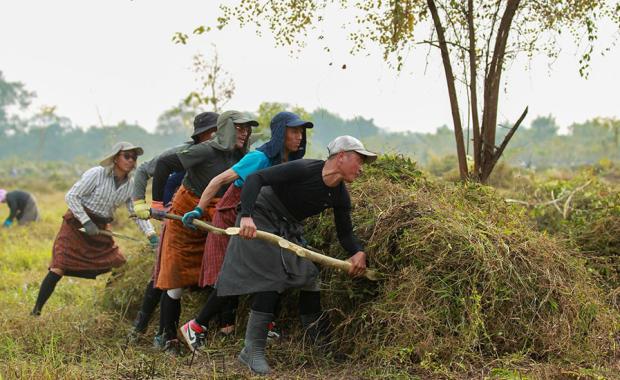 Picassos of the Royal Canvas