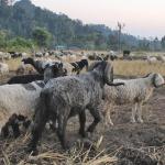 The last of the sheep herders