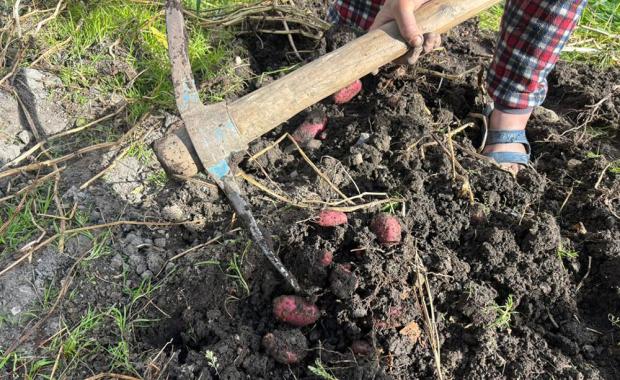 སྲོས་སོ་ནམ་པ་ཚུ་གིས་ ཀེ་བ་དམརཔོ་ འགོ་དང་པ་བསྡུ་གསོག་འབད་ཡོདཔ།