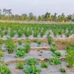Four districts, three commodities