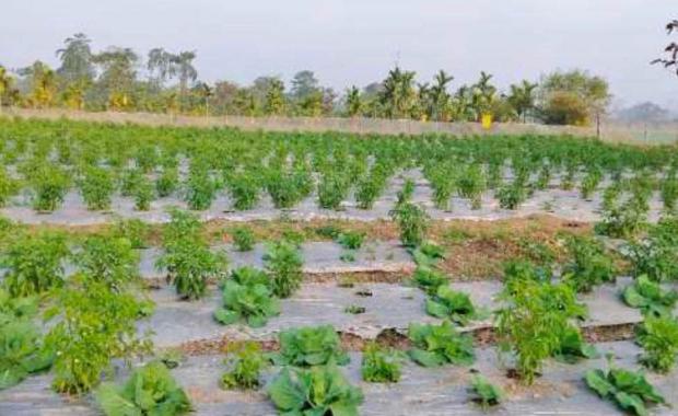 Four districts, three commodities