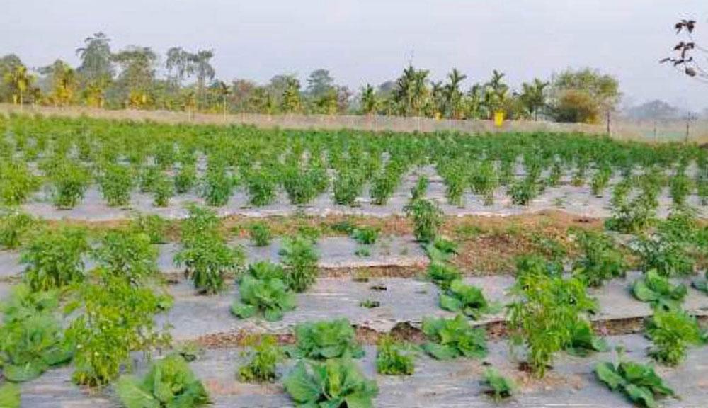 Four districts, three commodities