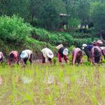 MoAL to boost domestic production to ensure food security