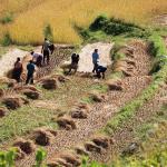 Govt.’s Nu 800 million safety net for farmers sees few takers