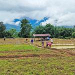 Agro-meteorology holds promise but remains underused