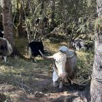 Animal welfare CSOs rescue and rehabilitate thousands