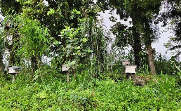 Jangcholing’s beekeepers harvest sweet success