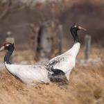 Black-necked crane population increases but key habitats see decline