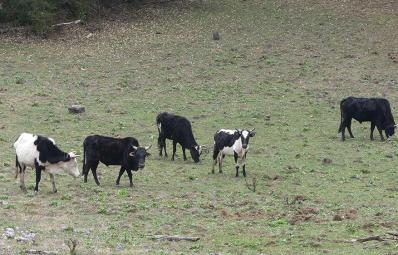 ཉམས་ཉེན་ཅན་གྱི་གཡུས་ནོར་དང་ གཡུས་བྱའི་རིགས་ ཉམས་སྲུང་འབད་ནིའི་ལས་འཆར།