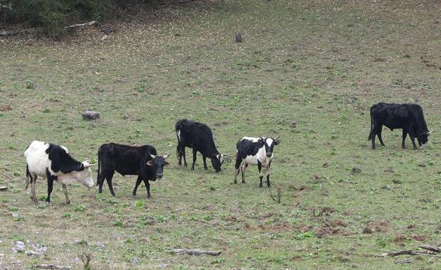 ཉམས་ཉེན་ཅན་གྱི་གཡུས་ནོར་དང་ གཡུས་བྱའི་རིགས་ ཉམས་སྲུང་འབད་ནིའི་ལས་འཆར།