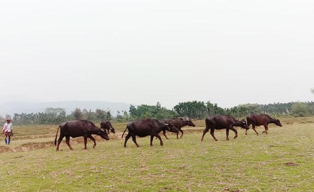 Buffalo rearing declines in Samtse amid labour shortage and shrinking grazing land