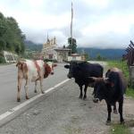 Gedu residents see relief as authorities tackle stray cattle issue