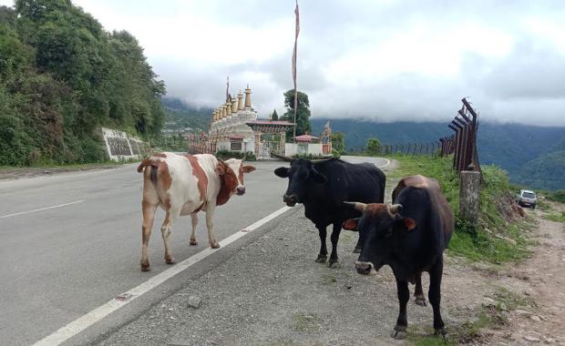 Gedu residents see relief as authorities tackle stray cattle issue