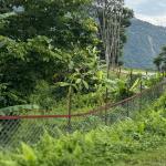 རི་དྭགས་སེམས་ཅན་གྱི་ ལོ་ཐོག་ལུ་གནོད་སྐྱོན་རྐྱབ་མིའི་གདོང་ལེན་ལུ་ ལྕགས་སྐུད་དྲྭ་མིག་གི་ར་བ་བསྒོར་དོ་ཡོདཔ།