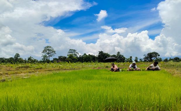 Govt. moves to ring-fence productive chhuzhing to boost rice self-sufficiency