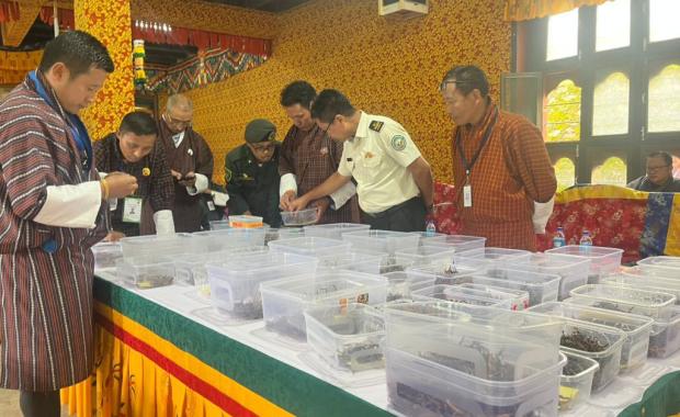 Cordyceps harvest records highest yield in years