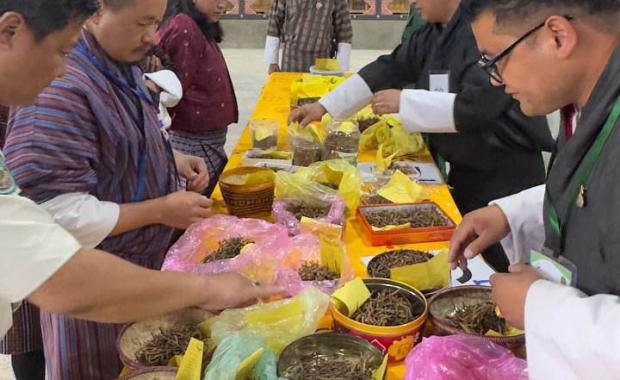 Naro gewog seeks reinforcements to guard cordyceps harvest from poachers