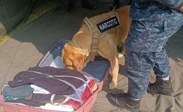 Sniffing out crime