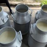 Household farms dominate livestock sector