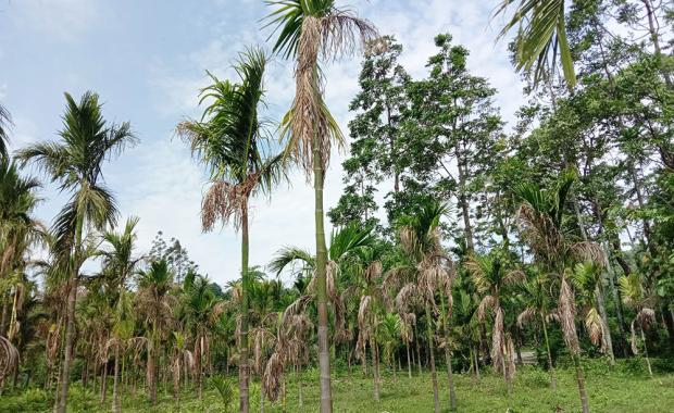 Dry spell and pests affect areca nut yield