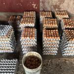 Govt. approves egg and chick import to address rising egg price issue
