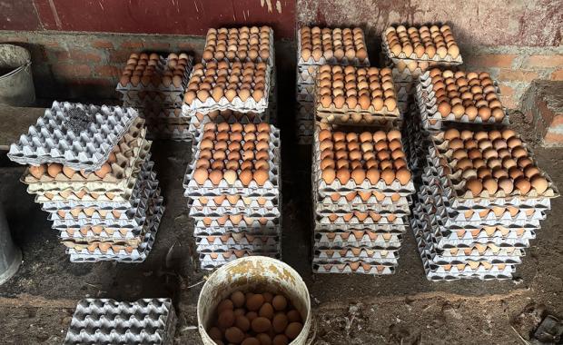 Govt. approves egg and chick import to address rising egg price issue