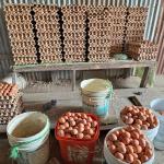 Egg prices hit record high amid nationwide shortage