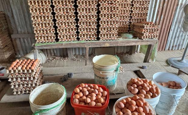 རྒྱལ་ཡོངས་ནང་ སྒོང་རྡོག་ལང་མ་ཚུགས་མི་གིས་ གོང་ཚད་ཡར་སེང་སྦོམ་སྦེ་ར་ སོང་ཡོདཔ།