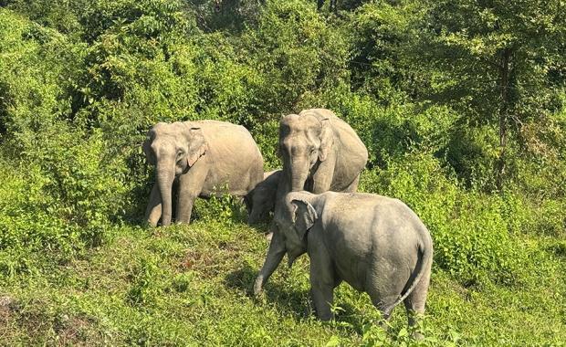 GMC – Caring for Wildlife