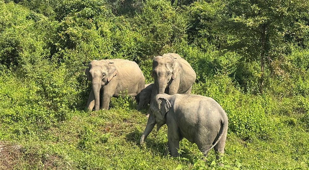 GMC – Caring for Wildlife