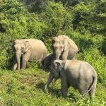 Urban wildlife corridors to improve co-existence in GMC