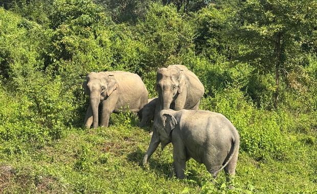 Urban wildlife corridors to improve co-existence in GMC