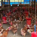 Funding spurs growth of smallholder poultry farms in Trashigang