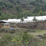 Costly experiment: Collapse of WOW farm in Wobthang