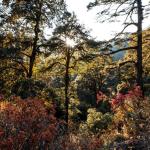 Forests are more than just timber
