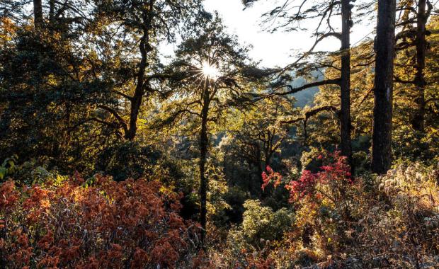 Forests are more than just timber