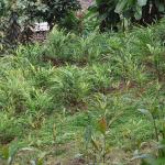 A lucrative cardamom business lost to fronting