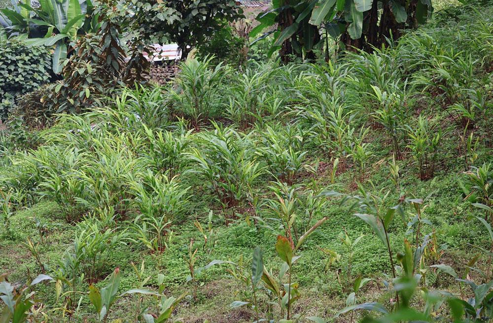 A lucrative cardamom business lost to fronting