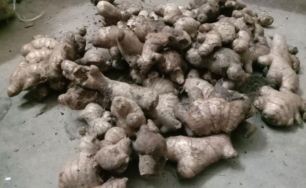 Late-season price hike drives farmers to offload unsold ginger