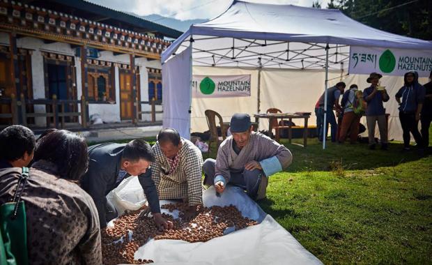 Mountain Hazelnuts secures USD 7.9M investment for climate-resilient farming