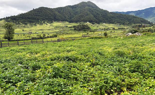 Govt. bans herbicide to achieve 100 percent organic goal