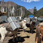 ལ་ཡཔ་ཚུ་གི་དོན་ལུ་ རྟ་དང་དྲེལ་ཚུ་ ད་ལྟོ་ཡང་ མེད་ཐབས་མེདཔ་ཅིག་ཨིནམ།