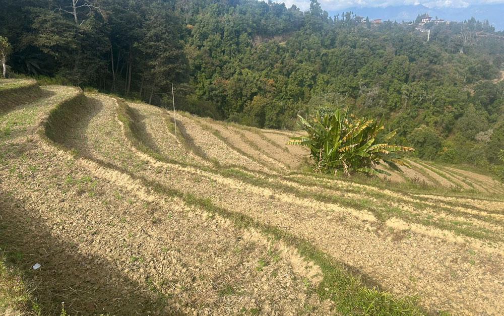 MoAL ramps up irrigation investment to safeguard food security