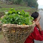 བསམ་རྩེ་ཀོ་ཅིན་གྱི་སོ་ནམ་པ་ཚུ་ ཚོད་བསྲེ་ལུ་བརྟེན་ མི་ཚེའི་གནས་སྟངས་ལེགས་འགྱུར་སོང་ཡོདཔ།