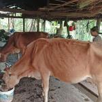 དཔལ་འབྱོར་ལྷན་ཐབས་སྐྱིན་འགྲུལ་ ཆ་མེད་བཏང་མི་གིས་ སོ་ནམ་པ་ཚུ་ལུ་ གནོད་དོ་ཡོདཔ།