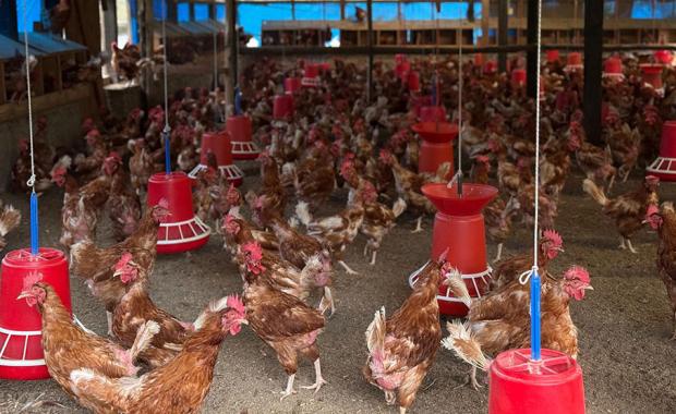 Govt. pushes domestic meat production to curb trade deficit